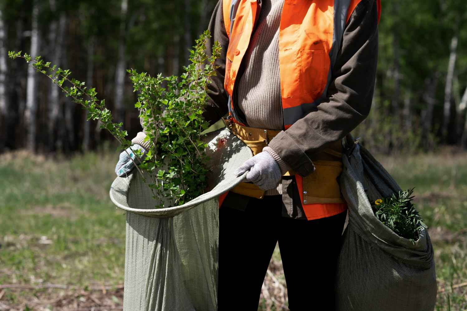 Best Tree Stump Removal  in USA